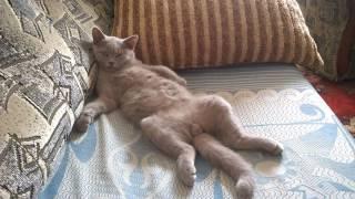 Котэ Тайсон подрос ))