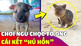 Chú chó nhỏ 'TRỐN SEN' ra ngoài chơi nhưng khi về thì nhìn nó 'LẠ LẮM'  Gâu Đần