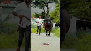 veerappan running Bulls| tamil nadu cow |#jallikattu #bull #cow #kangayambull #viralvideo