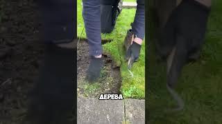 Лайфхак для сада