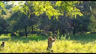 Disneynature Monkey Kingdom Clip - His Name Is Kumar