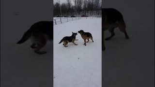 Falling In Love At The Dog Park