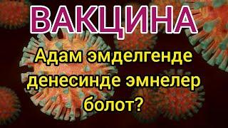 Вакцина инсан организмине кандай таасир тийгизет?