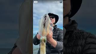 Squid / Eging Fishing Courses（MFA fishing Style）