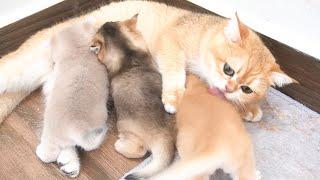 Mom cat watches over her kittens as play, and when hungry, they quickly come out to nurse.