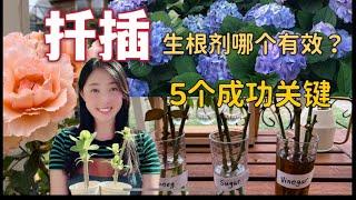 【Garden73】Grow from Cuttings 扦插的各种生根剂哪个有效？5个秘诀让扦插成功！扦插玫瑰（月季）Rose、绣球Hydrangea、枸杞 Wolfberry