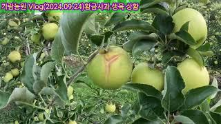 황금사과 생육현황(거창 가람농원)