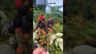 ব্লাক বেরি এবং রেড বেরি#blackberry #readberry#fruit #farming #gardening #fruittrees #fruitplants