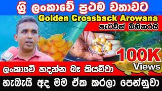 For the first time in Sri Lanka, Golden Crossback Arowana gives birth to litters.