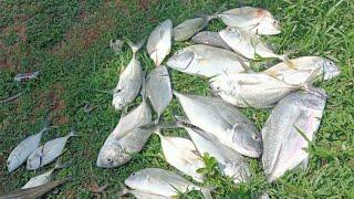 സീസൺ തുടങ്ങി മക്കളേ#fishingkerala #fishing malayalam#kerala #gt fishing@rrfishingkollam