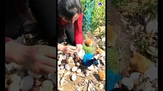 Beautiful Peacock Nest  #peacockbeauty #peacock #peacockrangoli #bdsports