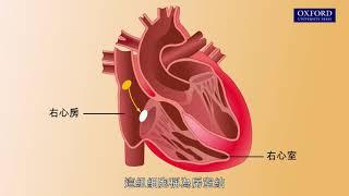 動畫E1, 3.1 心搏的引發