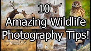 10 Amazing Wildlife Photography Tips