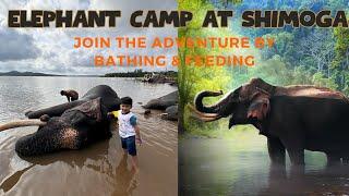 Elephant Camp & Sanctuary | Bathing & Playing with Elephants