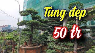 SH.8025. Cây Tùng La Hán đẹp vậy mà giá 50 triệu. Đth liên hệ 0947.181.703.