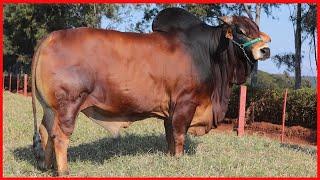 Red Sindhi Cow Farm The best cattle (images of bulls and cows)