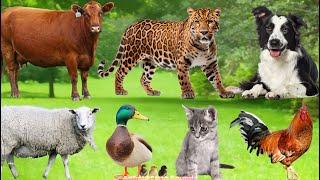 Farm Animal Sounds: Dog, Sheep, Cat, Chicken, Cow - Animal Sounds