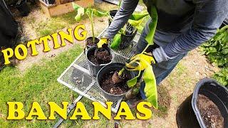 Potting Banana Plants | Everything You Need To Know