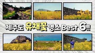 제주도 유채꽃 여행 '유채꽃 인스타감성' 명소 공개 best 6!! 지금 바로 가야 볼 수 있어요!!