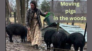 How to move pigs in the woods