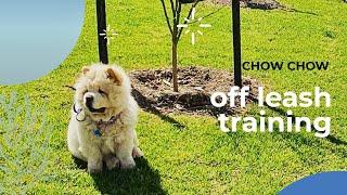 Off leash training our Chow Chow -  Basic obedience and puppy tricks