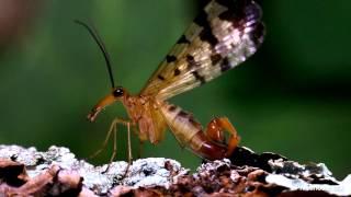 Scorpionfly male