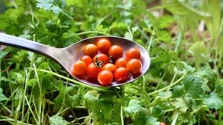 SPOON TOMATO | World's SMALLEST tomato | Sweet Pea Currant Tomato | A must grow for every garden