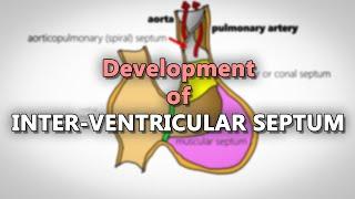 Interventricular septum development | Embryology made easy