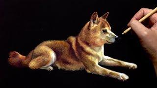 犬を描く Painting of Shiba inu by polka.