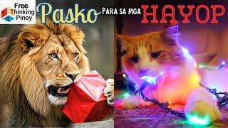 PAMASKONG REGALO para sa mga Hayop | Christmas Animals Around the World