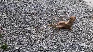 The injured kitten was abandoned, tried to stand up again and again, but fell down again...