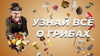 Узнай всё о ГРИБАХ | Документальный фильм