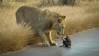 Lions attack Wild Dogs with very small puppies on their way to new den