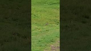 SO CLOSE!...  #slowmo #BOWHUNTING #wild game #rabbits #nzhunting