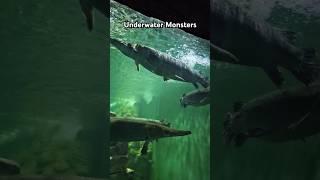 How many Arapaimas Monsters  #shorts #arapaima #bigfish