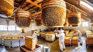 How Farmers Raise Billions of Bees and Harvest Millions Tons of Royal Jelly – Processing Royal Jelly