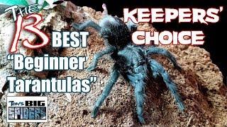 The Top 13 Beginner Tarantulas As Chosen By Keepers