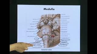 Neuroanatomy of Brain stem Part 1: Medulla oblongata/Neuroanatomy of Medulla/ Features of Medulla