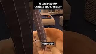 댕댕이를 위한 깜짝 선물! 그런데 댕댕이가 보인 예상 밖의 행동은?