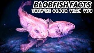 Blobfish Facts: They're NOT the UGLIEST Animals | Animal Fact Files