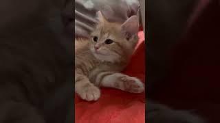 토리 잘꺼냥 말꺼냥 #shorts