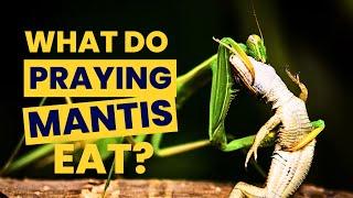 What Do Praying Mantis Eat - What to Feed Praying Mantis