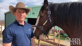 BIG HORSES!!!    Budweiser Clydesdale Barefoot Trim by Olsen Equine CJF