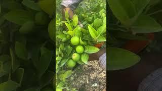 Kagzi lemon update in my garden/ #farming #gardening #shorts #anjrural