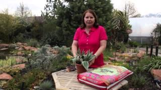 Potting Soil for Tulips : Grow Guru