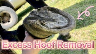 Hoof Restoration: Overgrown Hoof Wall #horsecare #farrier #hoofcare #hooves #horse #oddlysatisfying