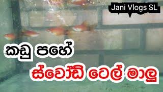 Five Tail Swordtail Fish | කඩු පහේ ස්වෝඩ් ටෙල් මාලු | Jani Vlogs SL