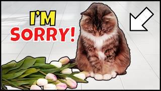 6 Ways Cats Apologize To Their Humans