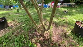 Jan’s Best Dwarf Everbearing & Bryce’s Worlds Best Mulberry How to PRUNE central Fl 9B 7-27-22