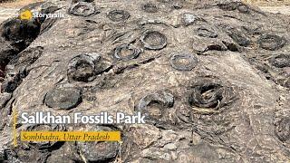 Salkhan Fossils Park